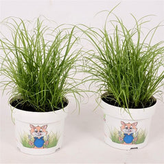 Kattengras op tray per 8 stuks