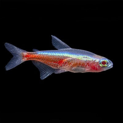 Paracheirodon-axelrodi albino