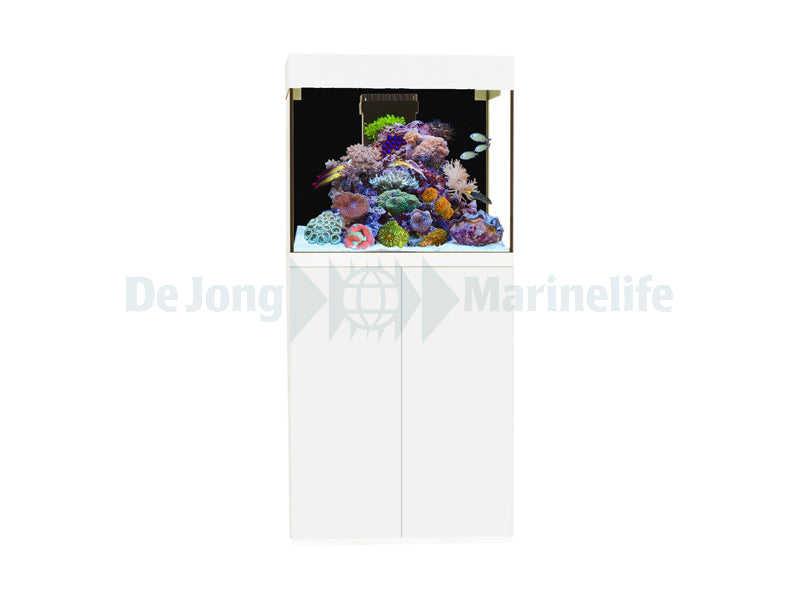 Kauderni CF white