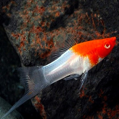 Xiph.helleri   Zwaarddrager red cap ML @