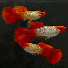 Guppy koi snakeskin M ECO