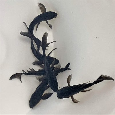 Cyprinus carpio   Bangkok zwart 6-8 cm