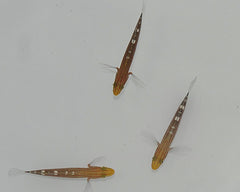 Koumansetta rainfordi