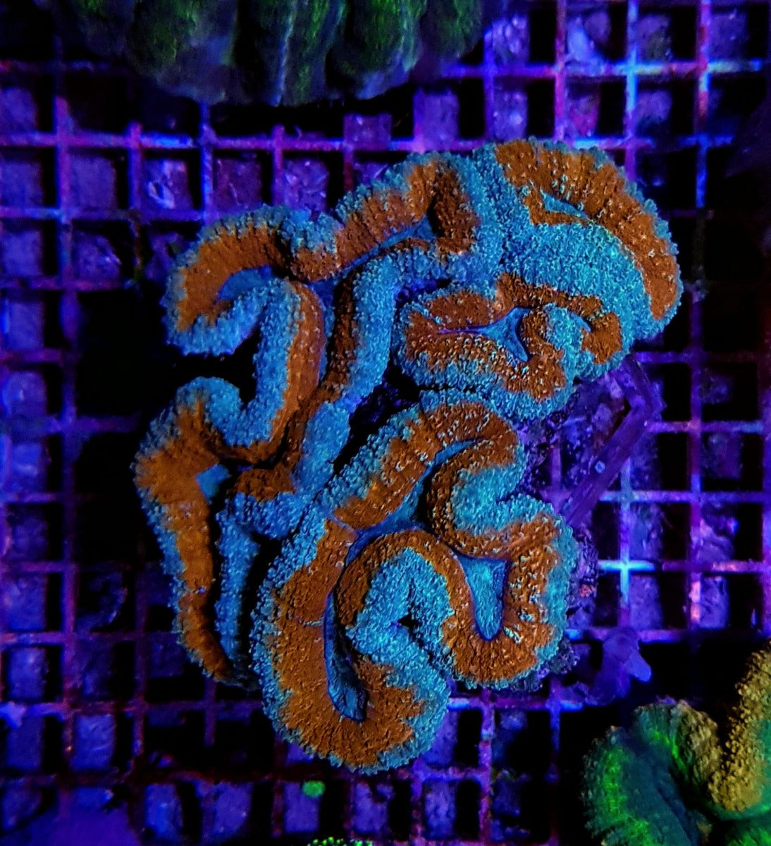 Lobophyllia spp. (Splitcolor)