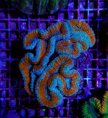 Lobophyllia spp. (Splitcolor)