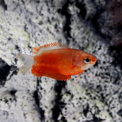 Colisa labiosa   Diklipgourami rood L