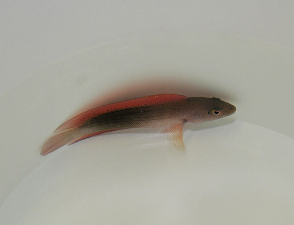 Labracinus cyclophthalmus
