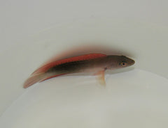 Labracinus cyclophthalmus