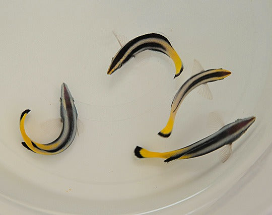 Labroides bicolor