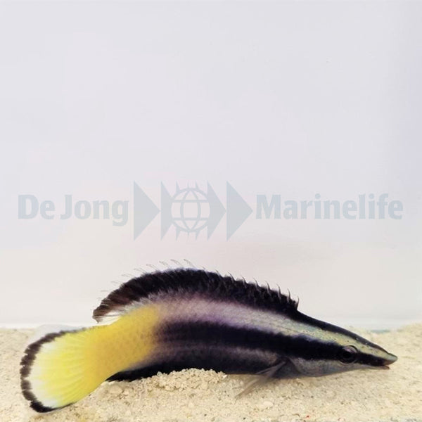 Labroides bicolor
