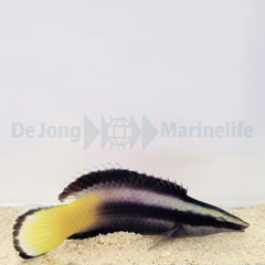 Labroides bicolor