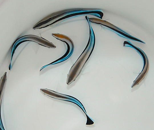 Labroides dimidiatus