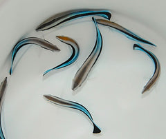 Labroides dimidiatus