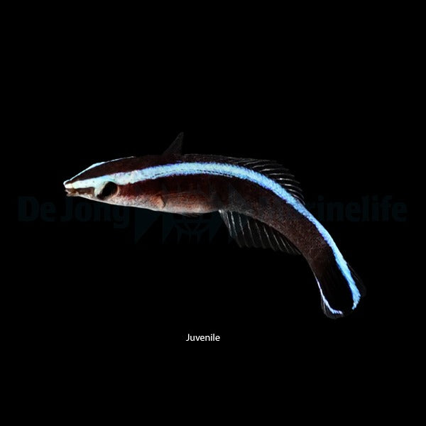 Labroides dimidiatus - DJM Bred