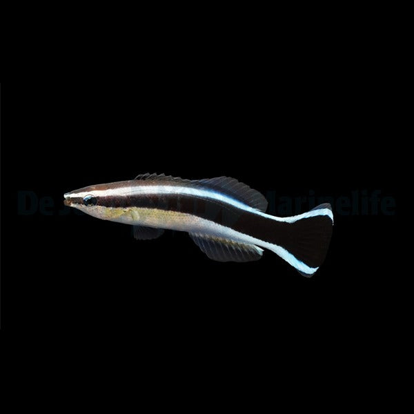 Labroides dimidiatus - DJM Bred