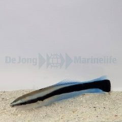 Labroides dimidiatus