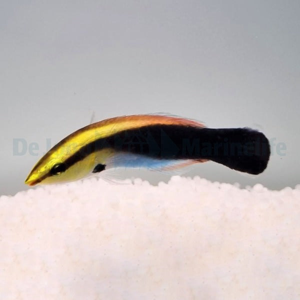 Labroides pectoralis