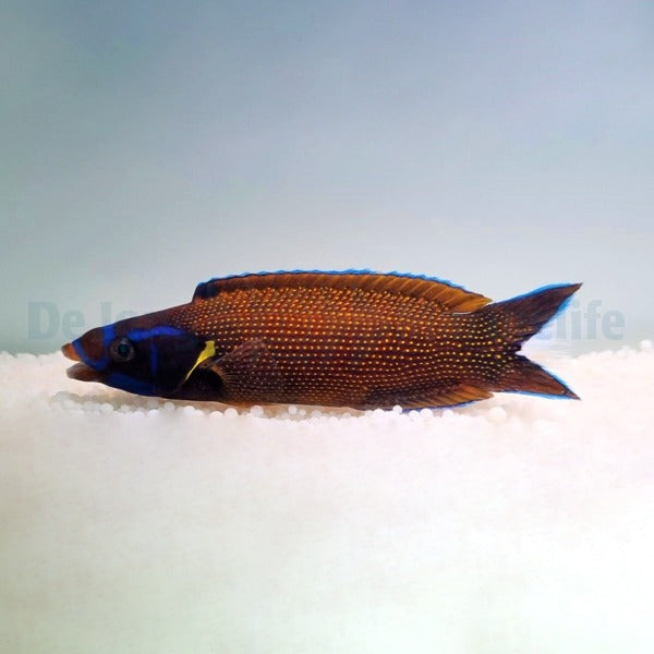 Labropsis xanthonota