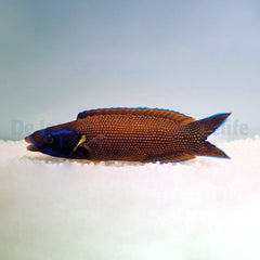 Labropsis xanthonota