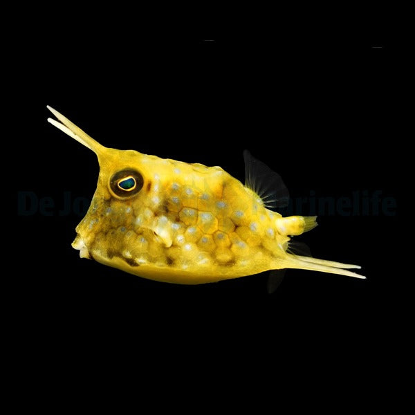 Lactoria cornuta