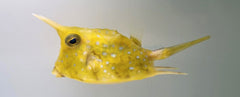 Lactoria cornuta