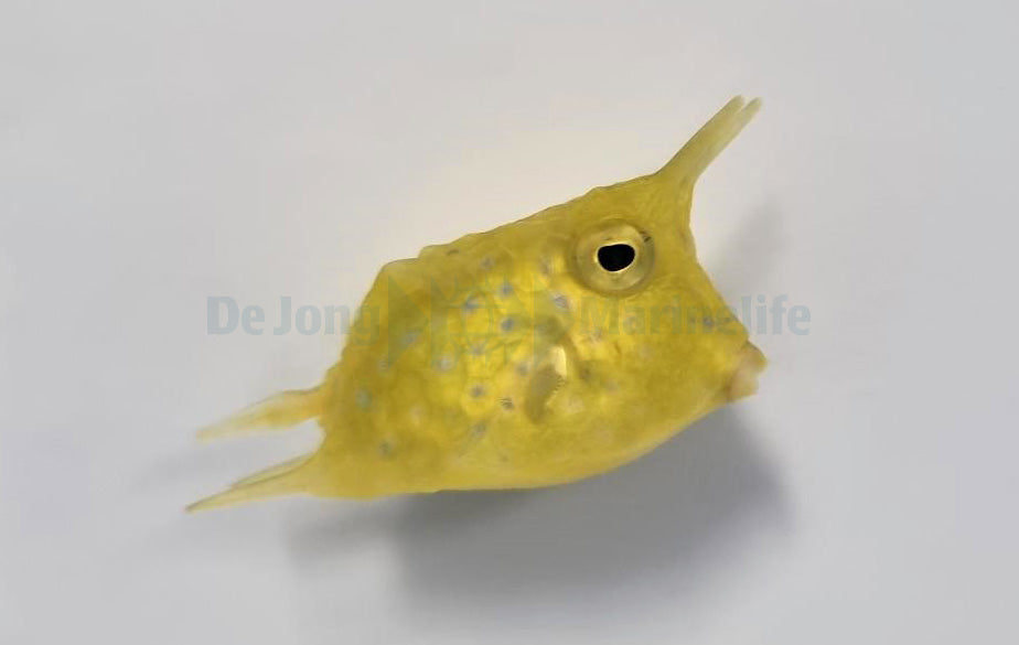 Lactoria cornuta