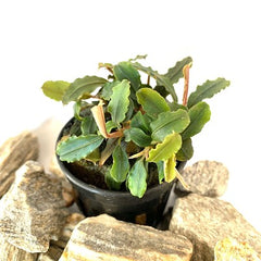 Bucephalandra lamanau in pot
