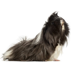 Cavia langhaar Man