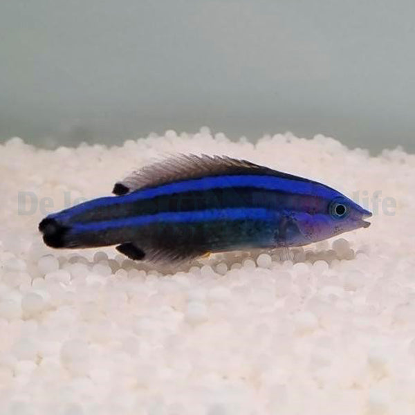 Larabicus quadrilineatus