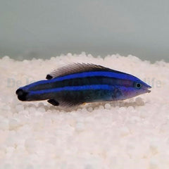 Larabicus quadrilineatus