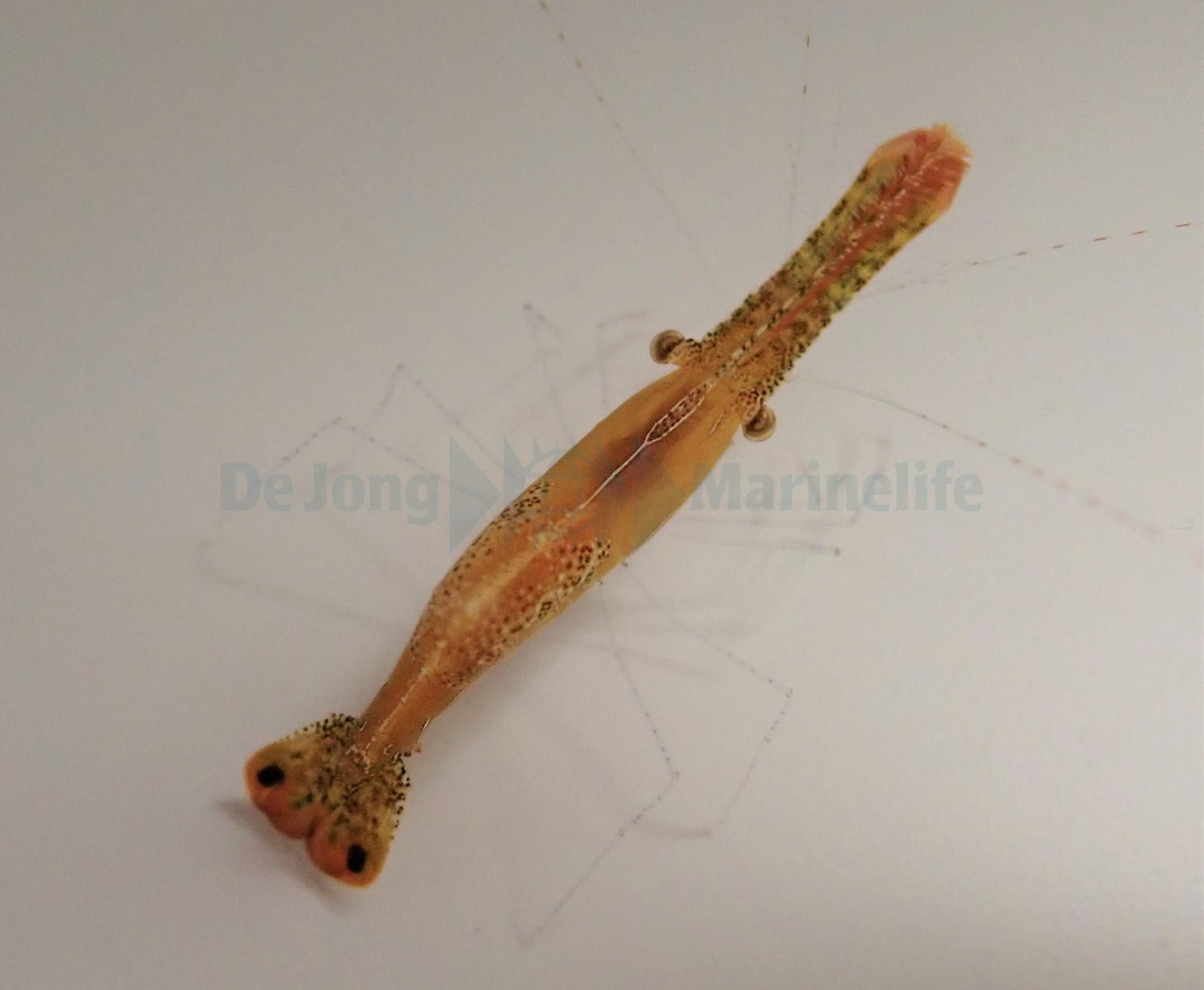 Leander plumosus