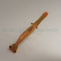 Leander plumosus