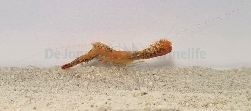 Leander plumosus