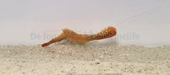 Leander plumosus