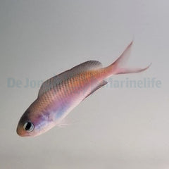Lepidozygus tapeinosoma