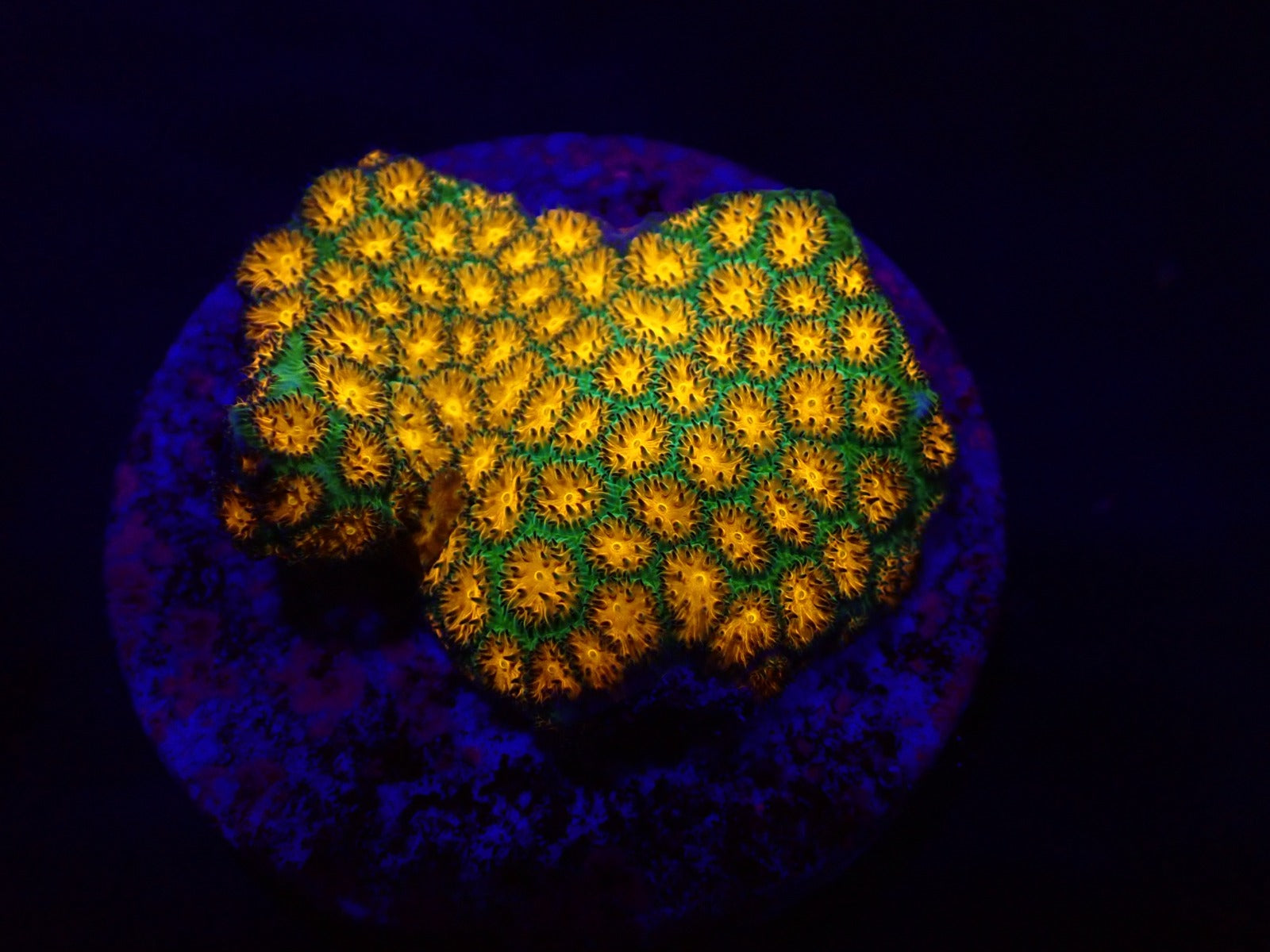 Leptastrea spp. (Ultra) (frag)