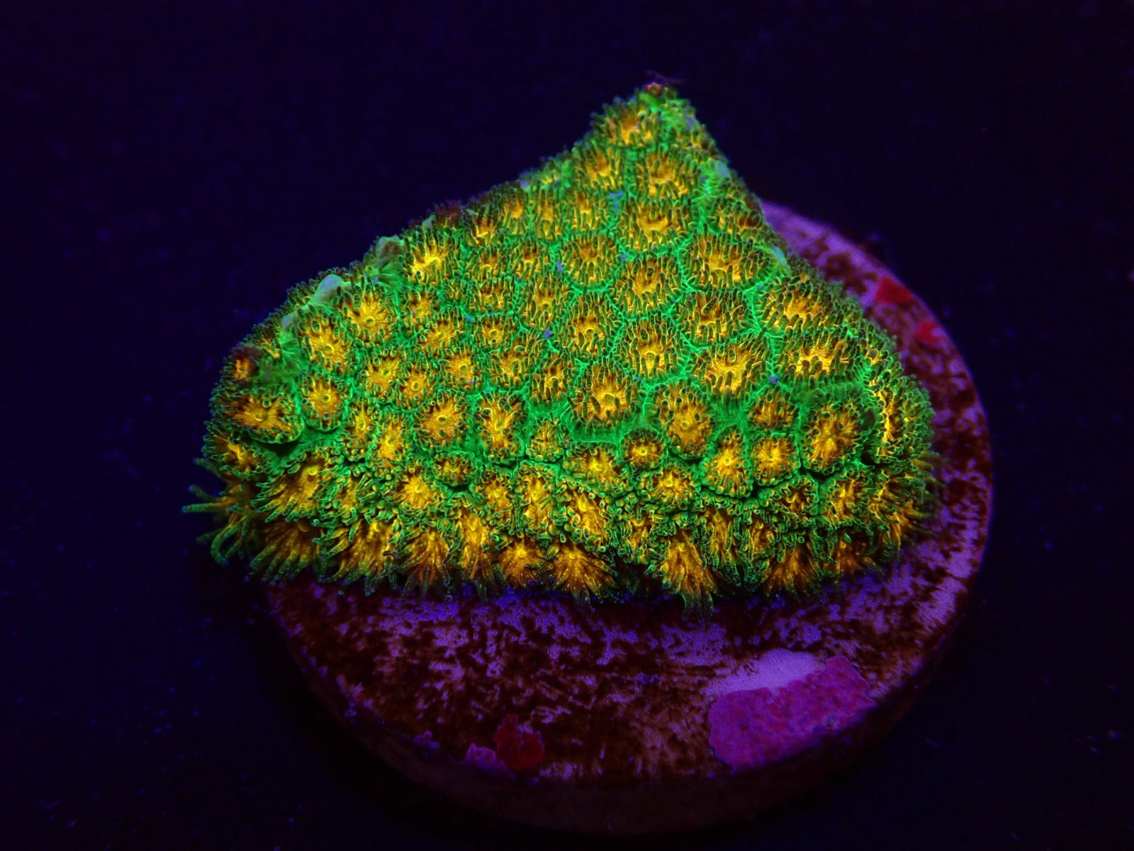 Leptastrea spp. (Ultra) (frag)