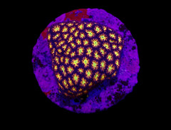 Leptastrea spp. (Ultra) (frag)