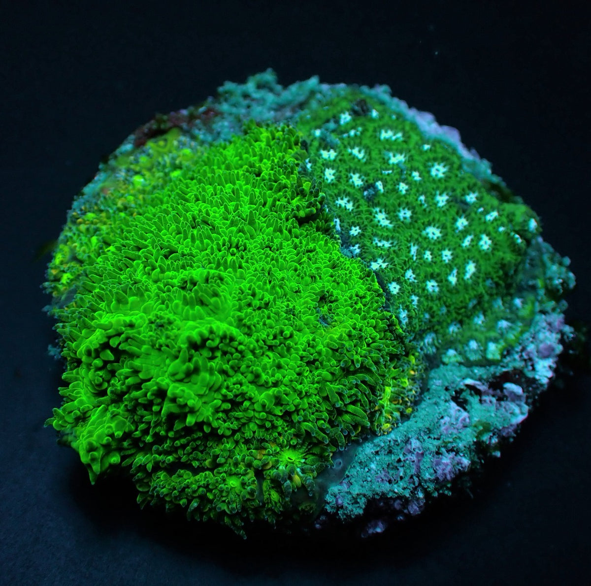 Leptastrea spp. (Premium) (frag)
