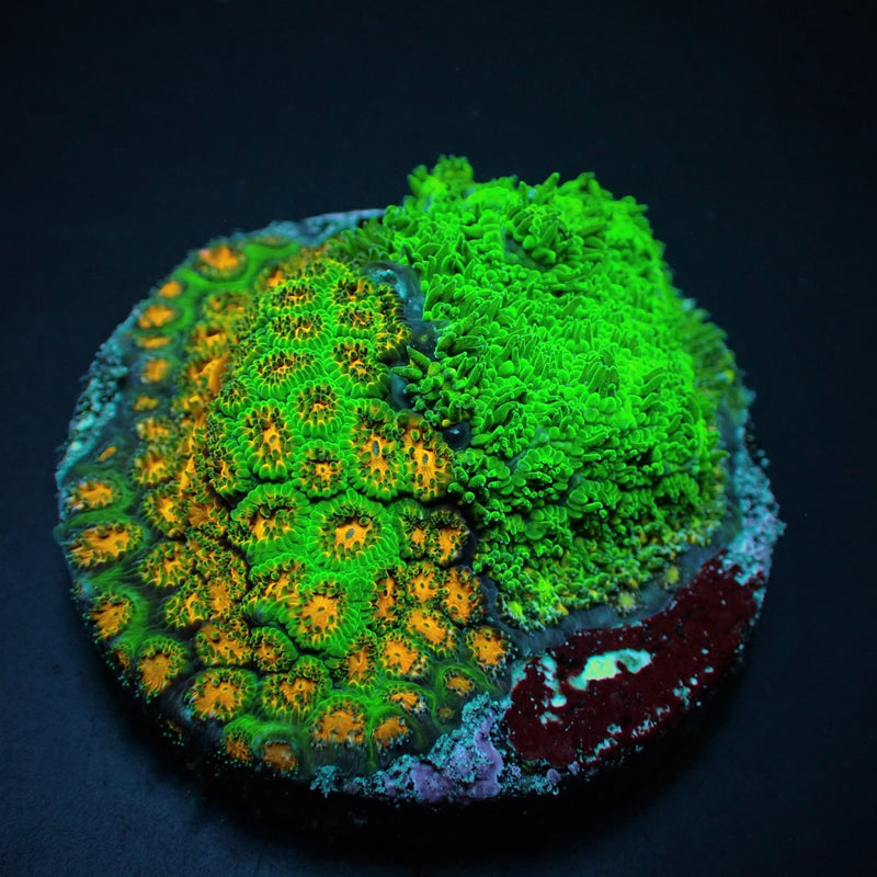 Leptastrea spp. (Ultra) (frag)