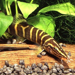 Leptobotia guilinensis 4-5 cm.
