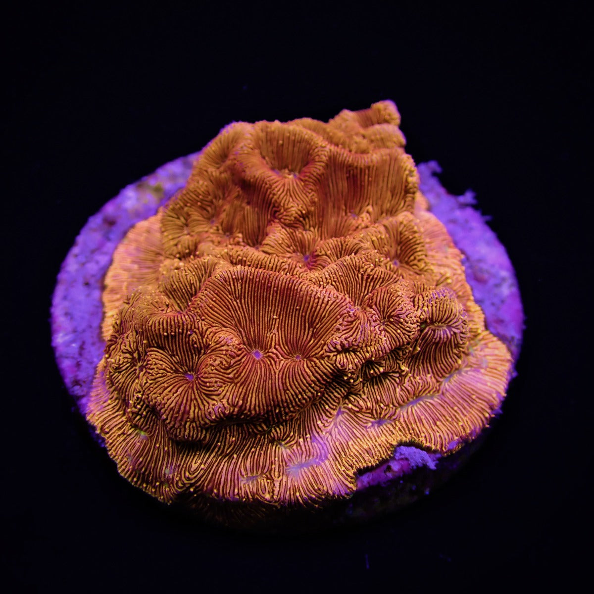 Leptoseris spp. (Ultra) (frag)