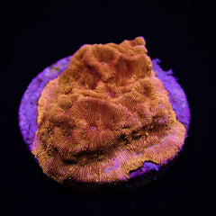 Leptoseris spp. (Ultra) (frag)