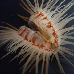 Limaria orientalis