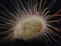 Limaria orientalis