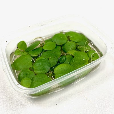Limnobium in cup 100 ml.