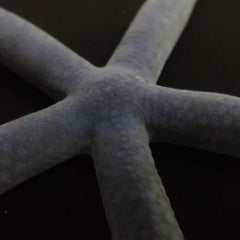 Linckia laevigata