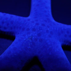 Linckia laevigata (Fiji)