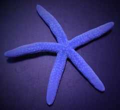 Linckia laevigata