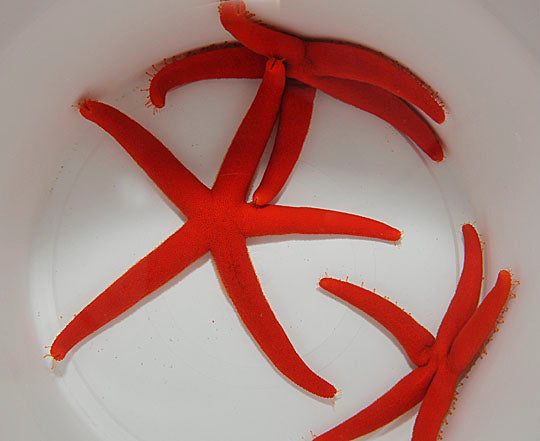 Linckia spp. (Orange/Red)